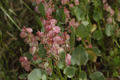Rumex vesicarius