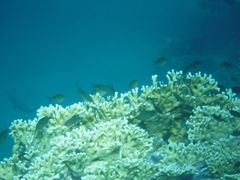 Chromis flavaxilla