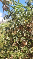 Melianthus
