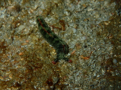 Thuridilla gracilis