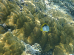 Chaetodon melannotus