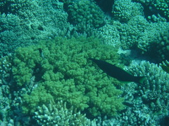 Gomphosus klunzingeri