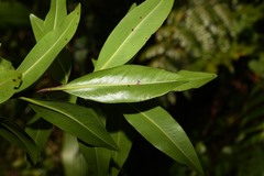 Cyrilla racemiflora