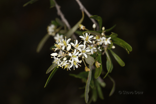 Bursaria occidentalis