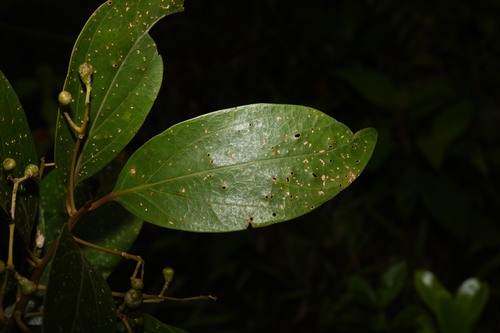 Sweetwood (Endlicheria sericea)