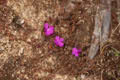 Calandrinia primuliflora