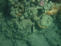 Pomacentrus trichrourus