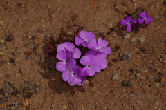 Calandrinia primuliflora