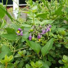 Solanum dulcamara