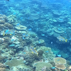 Plectorhinchus lineatus