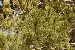 Pinus cembroides cembroides