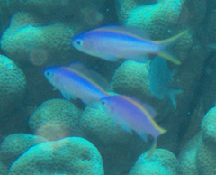 Mirolabrichthys tuka