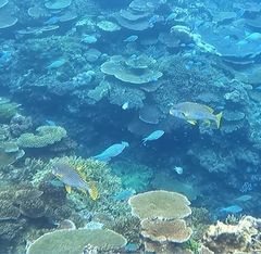 Plectorhinchus lineatus