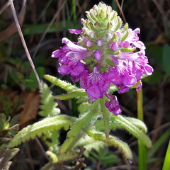Pedicularis spicata