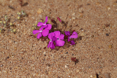 Calandrinia primuliflora
