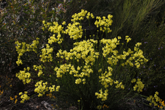 Glischrocaryon aureum