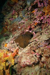 Plesiastrea versipora