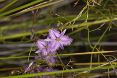 Thysanotus manglesianus