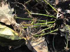 Cyperus fuscus