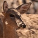 Sierra del Carmen White-tailed Deer - Photo (c) Aidan Campos, some rights reserved (CC BY-NC), uploaded by Aidan Campos