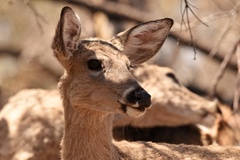 Odocoileus virginianus carminis