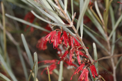 Grevillea extorris