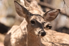 Odocoileus virginianus carminis