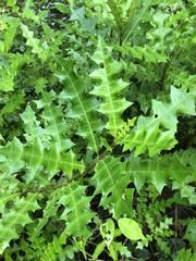 Acanthus ilicifolius