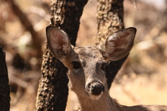 Odocoileus virginianus carminis