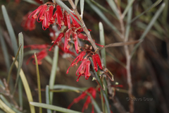 Grevillea extorris