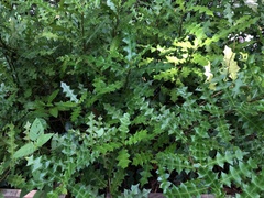 Acanthus ilicifolius