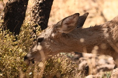 Odocoileus virginianus carminis
