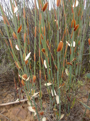 Elegia filacea