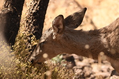 Odocoileus virginianus carminis