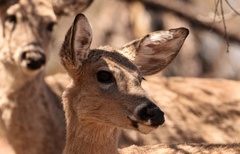 Odocoileus virginianus carminis