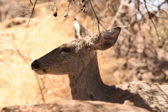 Odocoileus virginianus carminis
