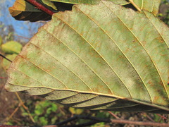 Phyllactinia alnicola