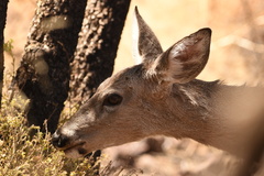 Odocoileus virginianus carminis
