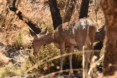 Odocoileus virginianus carminis
