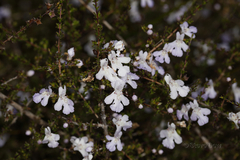 Hemigenia botryphylla