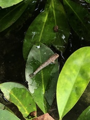 Periophthalmus argentilineatus