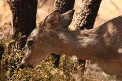 Odocoileus virginianus carminis