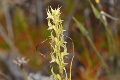 Prasophyllum gracile