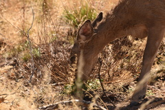 Odocoileus virginianus carminis