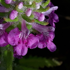 Pedicularis spicata