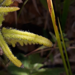Pedicularis spicata