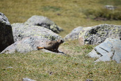 Marmota baibacina