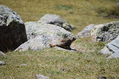 Marmota baibacina