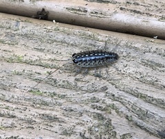 Ligia exotica