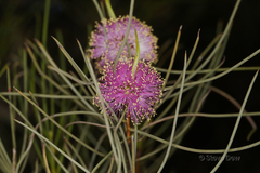 Melaleuca filifolia
